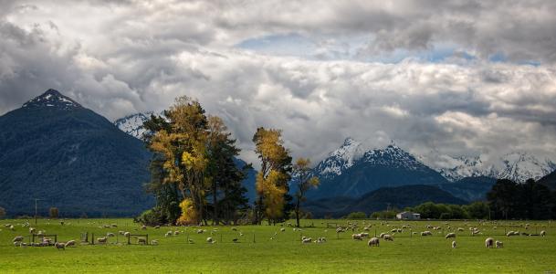 农场，羊，阿尔卑斯山