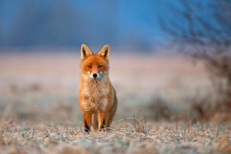 狐狸，姿势，查看，草，性质