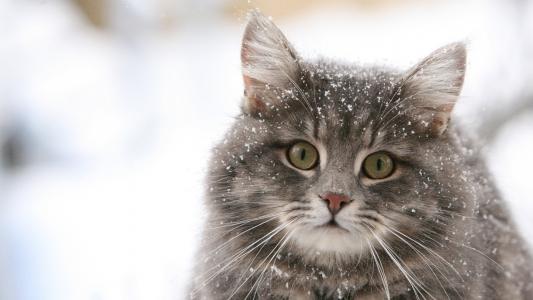 毛茸茸的猫，雪花