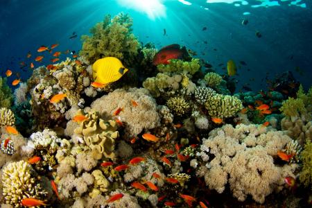 鱼，珊瑚，珊瑚礁，海，底部