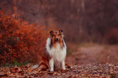狗，牧羊犬，秋天，树叶，坐