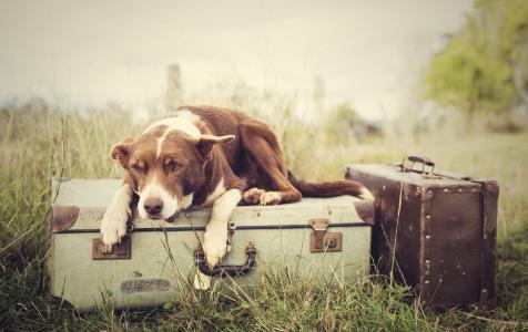 草地，行李箱，手提箱，狗