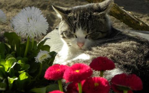 猫，花，雏菊，睡觉