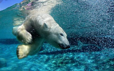 北极熊，在水下
