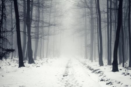 雪，路，树，冬天，森林