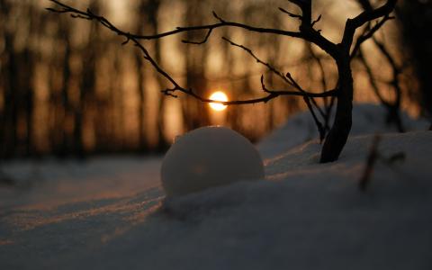 日落，雪，树枝