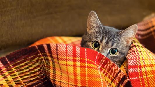 猫，眼睛，看，毯子，格子花呢，羊毛，动物