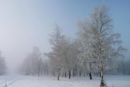雪，冬天，桦木