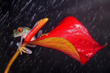 青蛙，花，雨