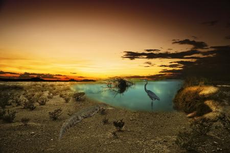 日落，池塘，苍鹭，鳄鱼，photoshop