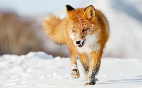 狐狸，芦苇，舔，雪，雪，狐狸