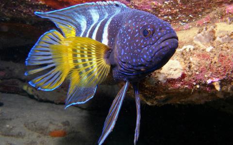 美丽，蓝色，鱼，与，黄色，鳍