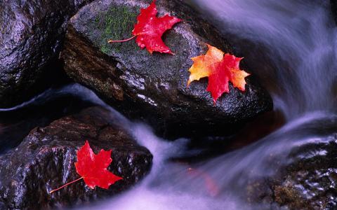 秋天，迅速，河，明亮，叶子，像，休息，蹲下，上，抚摸着，水，石头