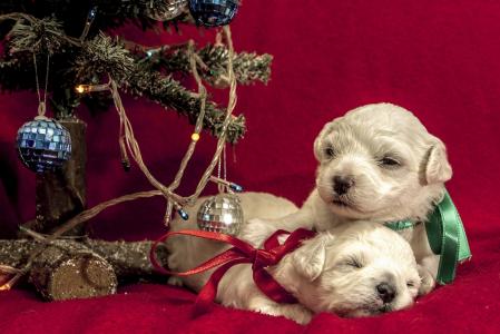 狗，小狗，圣诞树，玩具，球，珠宝，礼物