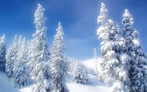圣诞树，雪，天空