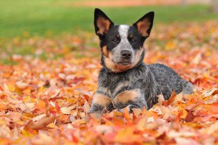 狗，澳大利亚牧羊犬，澳大利亚治疗者，叶子，秋天