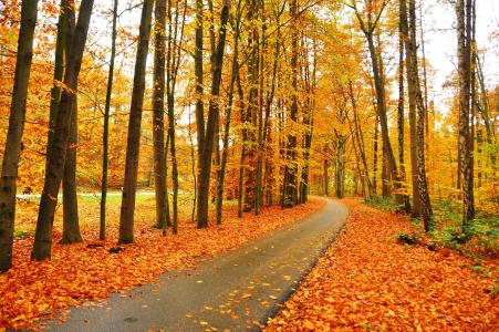 秋天，公园，树木，路，景观