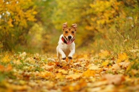 跑步，速度，狗，嘴巴，欢乐