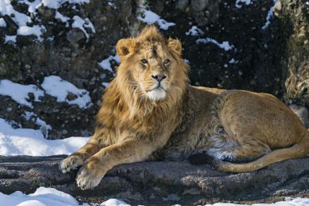 狮子，野兽之王，捕食者，野猫，雪
