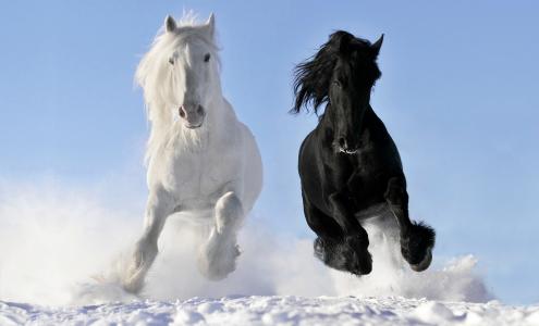 马，马，白，黑，奔跑，坎特，雪