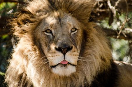 狮子，野猫，捕食者，枪口，舌头，鬃毛