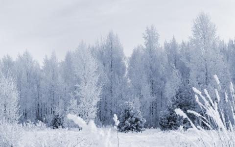 冬天，雪，白霜，森林，树木