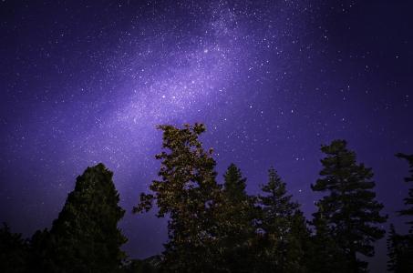 星星，树木，夜晚，天空