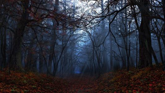 森林，秋季，叶子，光线，光