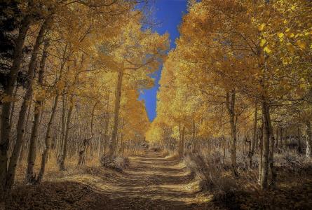森林，秋季，树木，路，性质