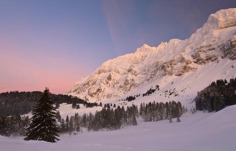 Schwagalp通行证，瑞士，阿尔卑斯山，瑞士，阿尔卑斯山，山口，雪，冬天，冷杉木，山