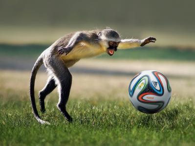 猴子，球