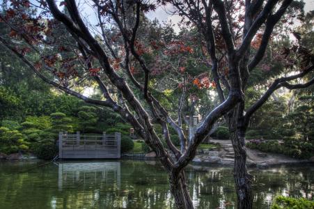 花园，池塘，美国，厄尔伯恩斯米勒，日本，树木，CA，树HDR