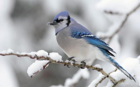 蓝色一束，鸟，冬天