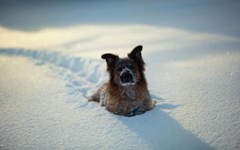狗在雪地里，冬天
