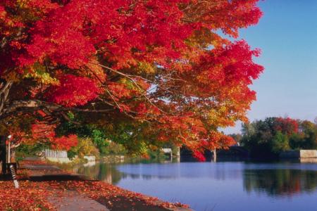 落叶的树，秋天，公园