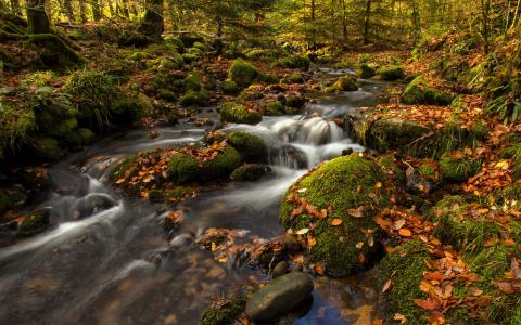 石头，苔藓，小河，秋天，叶子，树，达特穆尔国家公园，达特穆尔，英格兰，达特穆尔国家公园，达特穆尔，英格兰