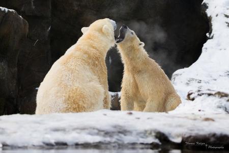 北极熊，熊，捕食者，夫妇，嘴巴，咆哮，争吵，雪，冬天，岩石，动物园