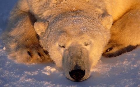 北极熊，北极熊，睡熊