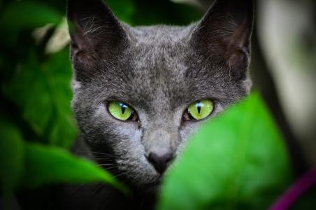 猫，看，绿眼睛，颜色，耳朵