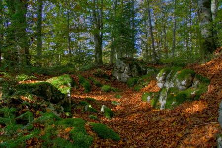 秋天，森林，人类发展报告，石头，苔藓