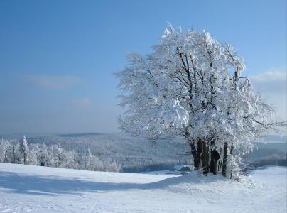 冬天，雪，地平线，树木，景观