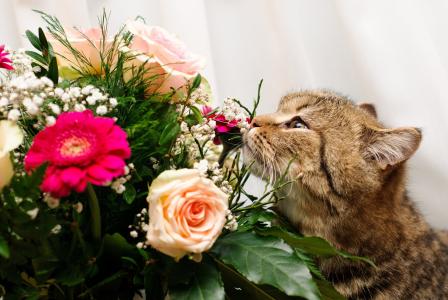 鲜花，花束，猫，猫