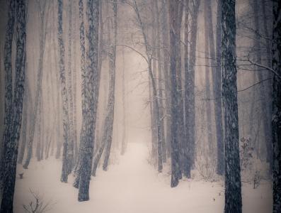 森林，冬天，树木，雪