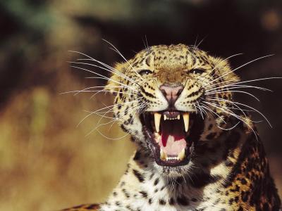 豹，咧嘴笑，看，胡须胡须，威胁，枪口