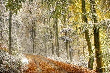 秋天，积雪覆盖，道路，森林，树木，景观