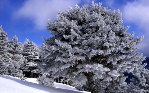 树，雪