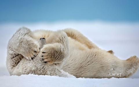 白熊，博福特海，美国阿拉斯加州Cape Barrow，雪