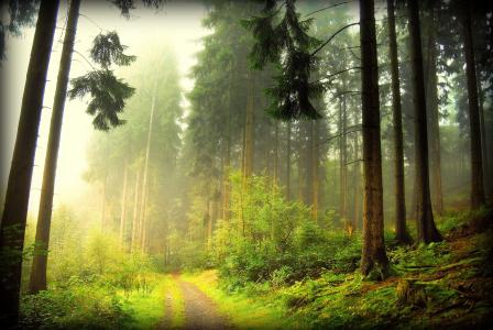 森林，路，雾，树，性质