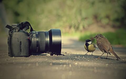 麻雀，山雀，相机
