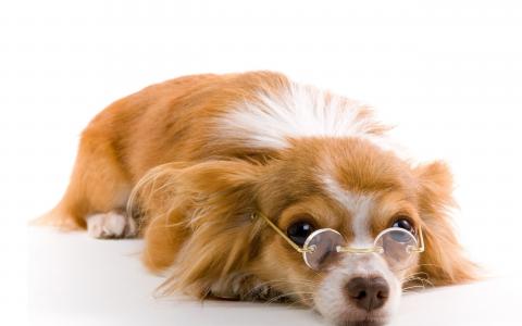 狗，狗，红色，眼镜，背景，白色